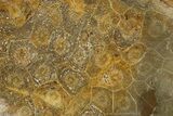 Polished Fossil Coral (Actinocyathus) Dish - Morocco #289017-2
